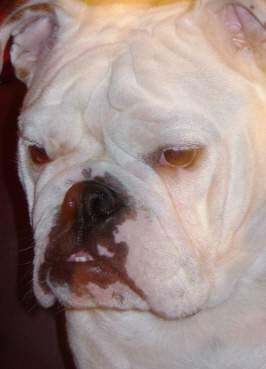My english bulldog : Once click to see marching my history